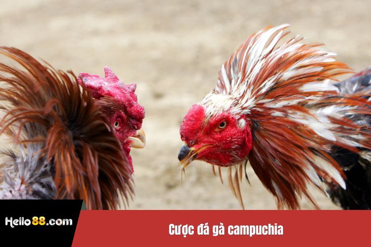 Cược đá gà campuchia